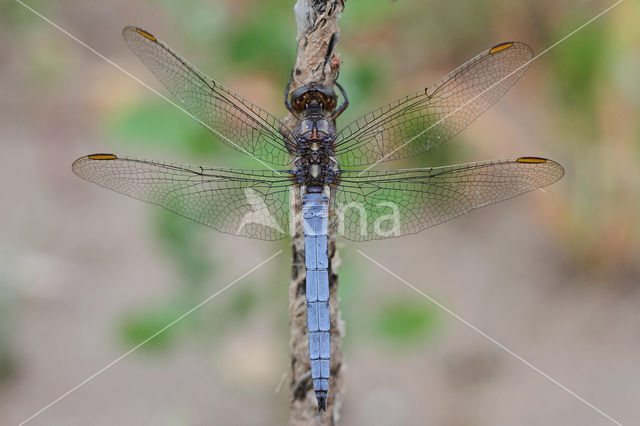 Beekoeverlibel (Orthetrum coerulescens)