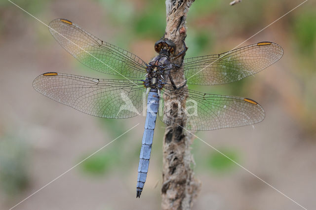 Beekoeverlibel (Orthetrum coerulescens)