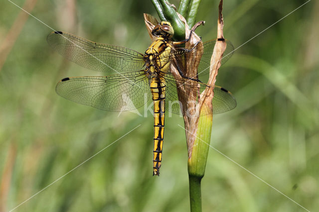 Gewone oeverlibel (Orthetrum cancellatum)