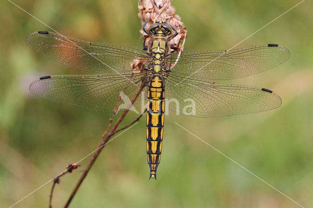 Gewone oeverlibel (Orthetrum cancellatum)