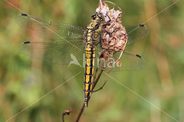 Black-tailed Skimmer (Orthetrum cancellatum)