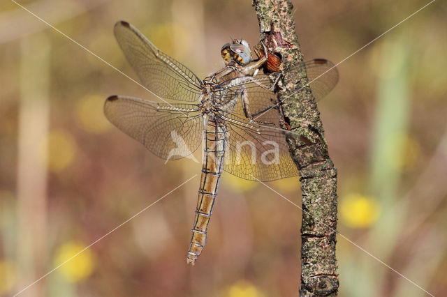 Zuidelijke oeverlibel (Orthetrum brunneum)