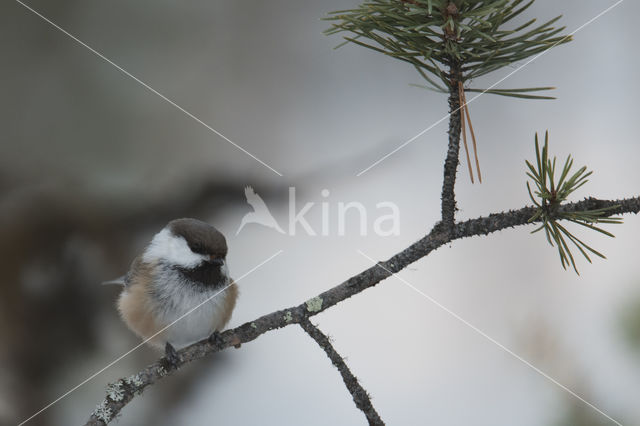 Bruinkopmees (Parus cinctus)