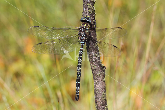 Noordse glazenmaker (Aeshna subarctica)