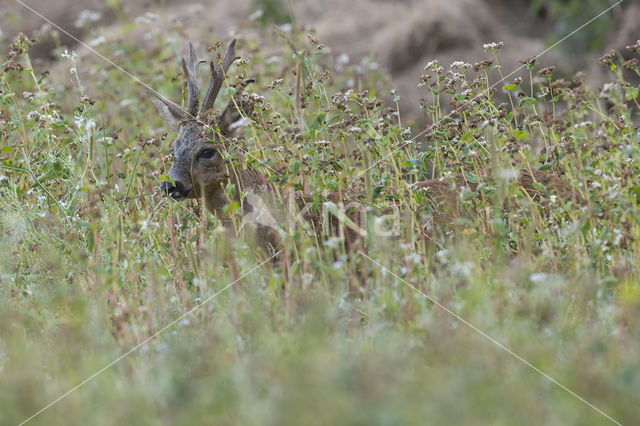 Ree (Capreolus capreolus)