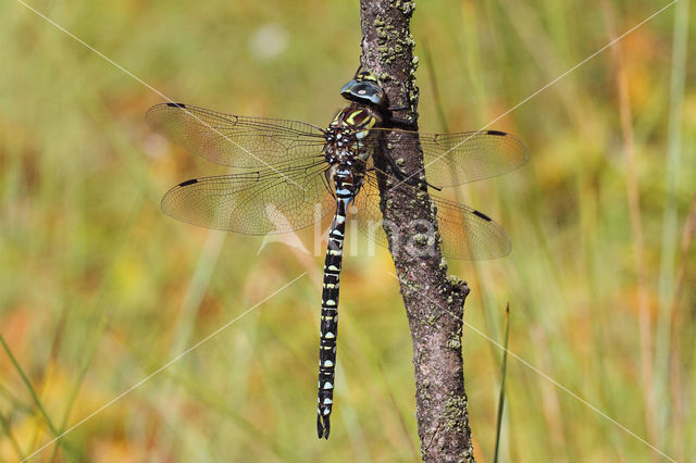 Noordse glazenmaker (Aeshna subarctica)