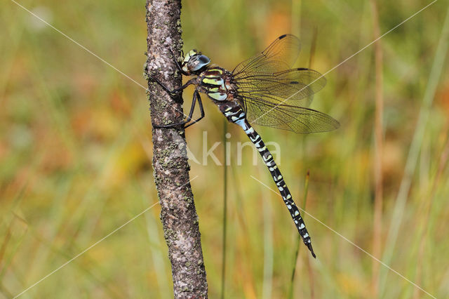 Noordse glazenmaker (Aeshna subarctica)