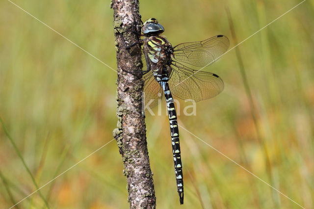 Noordse glazenmaker (Aeshna subarctica)