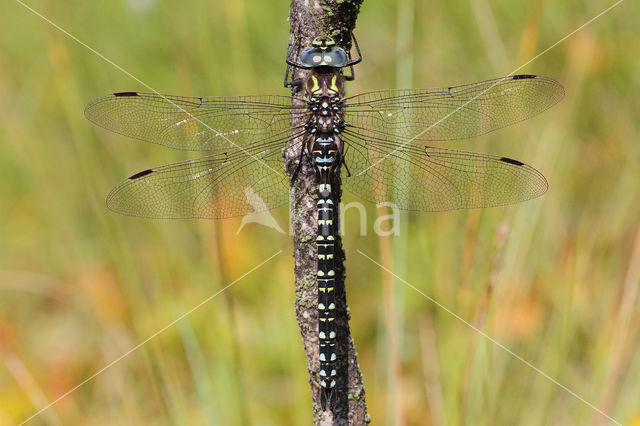 Noordse glazenmaker (Aeshna subarctica)