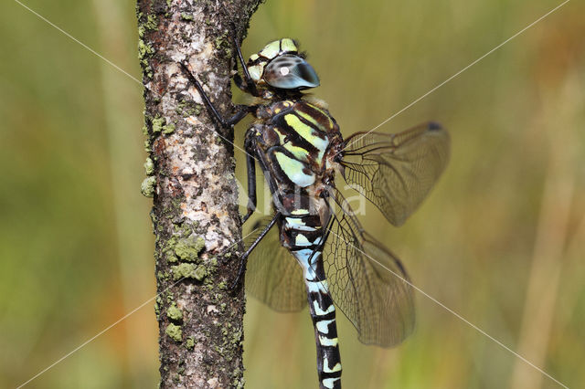 Noordse glazenmaker (Aeshna subarctica)