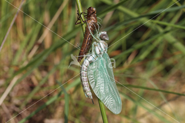 Noordse glazenmaker (Aeshna subarctica)