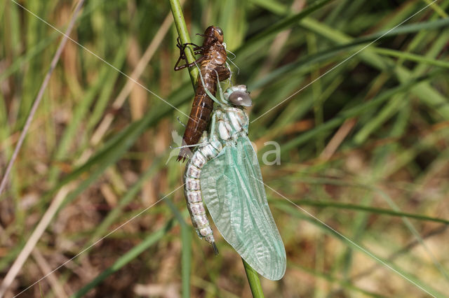 Noordse glazenmaker (Aeshna subarctica)