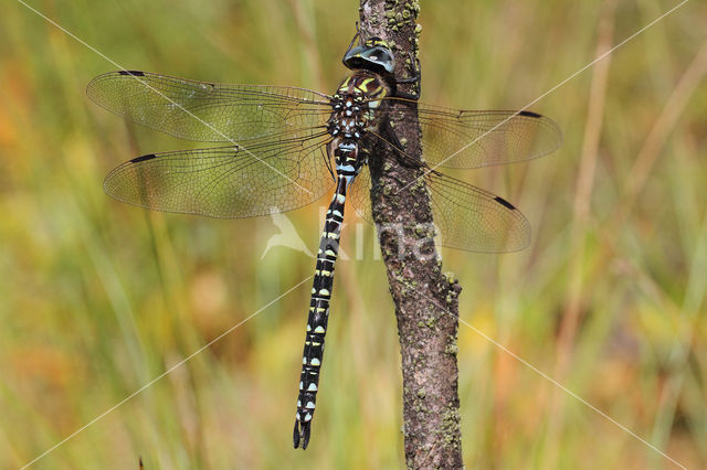 Noordse glazenmaker (Aeshna subarctica)