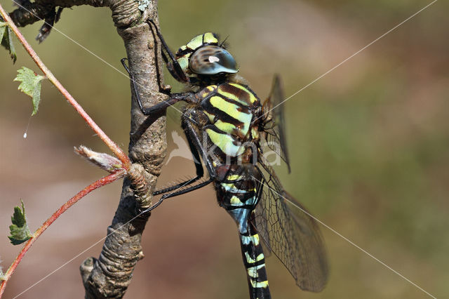 Noordse glazenmaker (Aeshna subarctica)