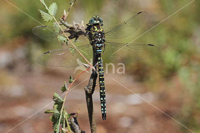 Noordse glazenmaker (Aeshna subarctica)