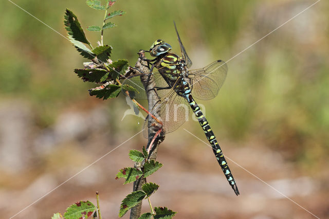 Noordse glazenmaker (Aeshna subarctica)