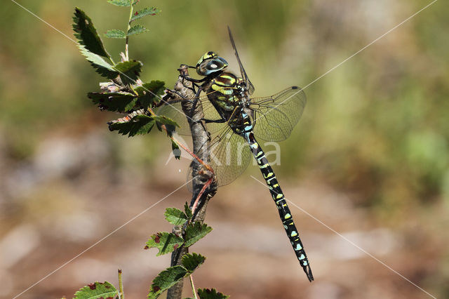 Noordse glazenmaker (Aeshna subarctica)