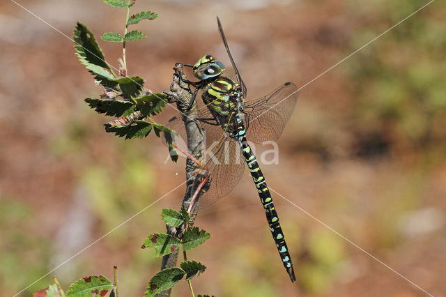 Noordse glazenmaker (Aeshna subarctica)