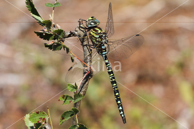 Noordse glazenmaker (Aeshna subarctica)