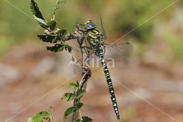 Noordse glazenmaker (Aeshna subarctica)