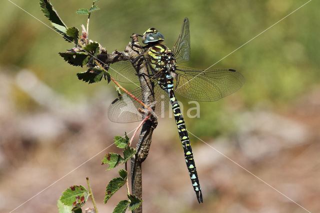 Noordse glazenmaker (Aeshna subarctica)