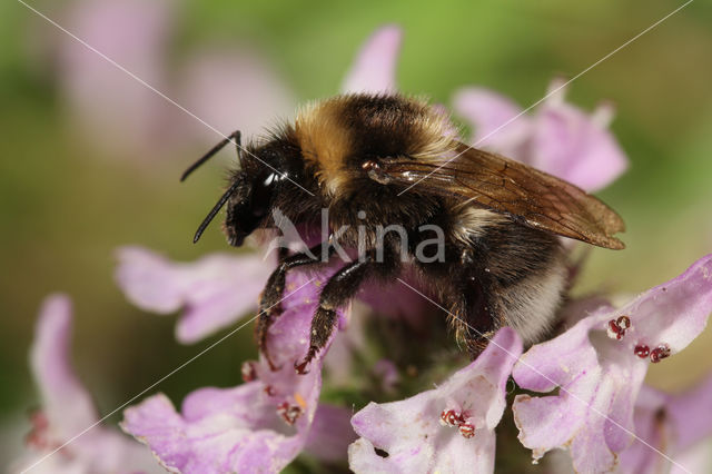 Small garden bumblebee (Bombus hortorum)