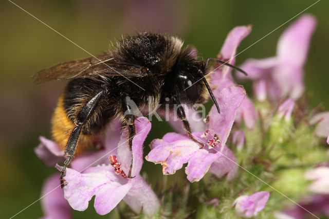 Steenhommel (Bombus lapidarius)