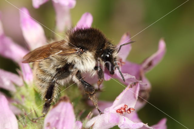 Heidehommel (Bombus humilis)