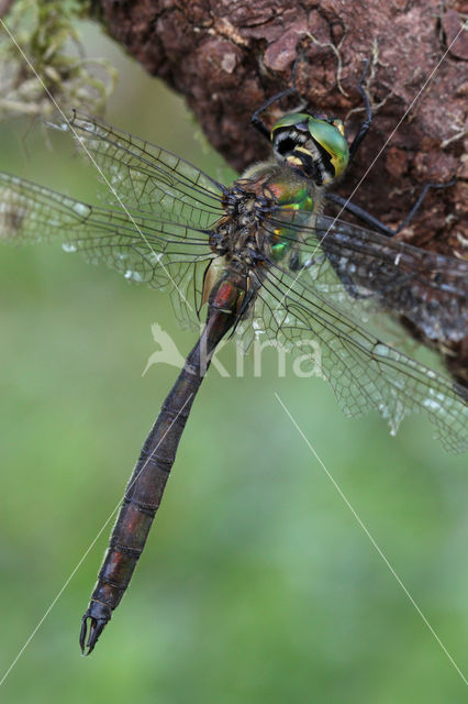 Metaalglanslibel (Somatochlora metallica)