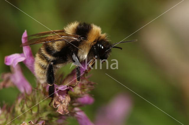 Donkere tuinhommel (Bombus subterraneus)