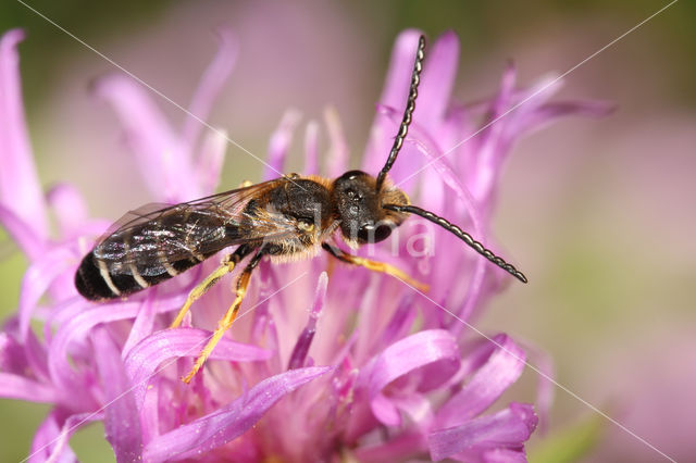 Halictus langobardicus