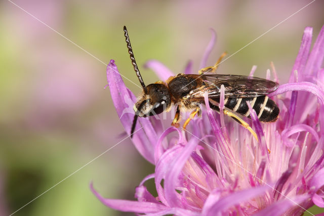 Halictus langobardicus