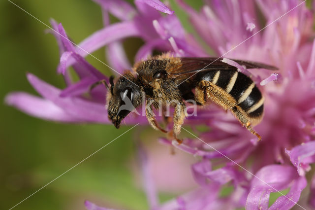 Halictus langobardicus