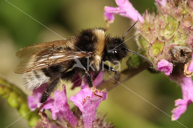 Tweekleurige koekoekshommel (Bombus bohemicus)