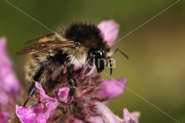 Heidehommel (Bombus humilis)