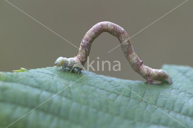 Witvlekspikkelspanner (Parectropis similaria)