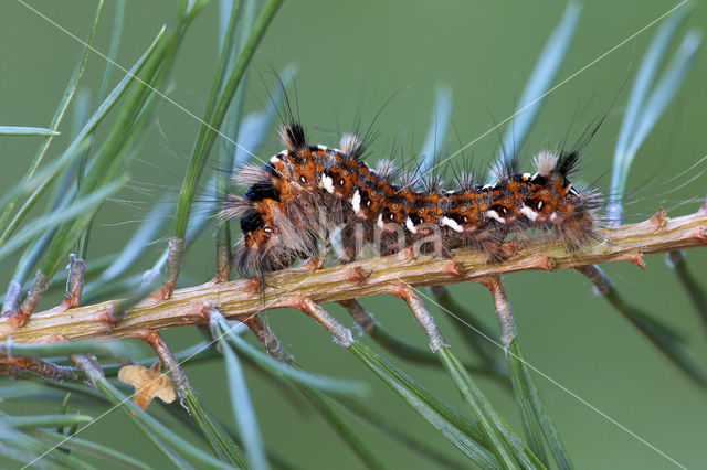 Schijn-nonvlinder (Panthea coenobita)