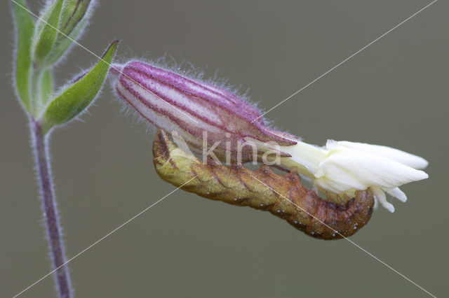 Gevorkte silene-uil (Hadena rivularis)