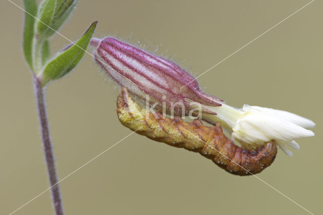 Gevorkte silene-uil (Hadena rivularis)