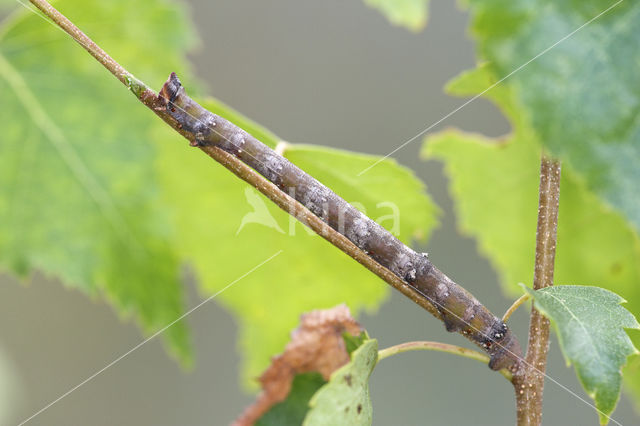 Peper-en-zoutvlinder