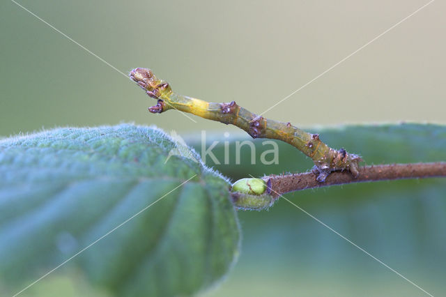 Gehakkelde spanner (Ennomos erosaria)