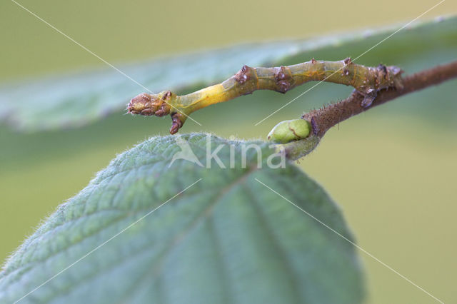 Gehakkelde spanner (Ennomos erosaria)