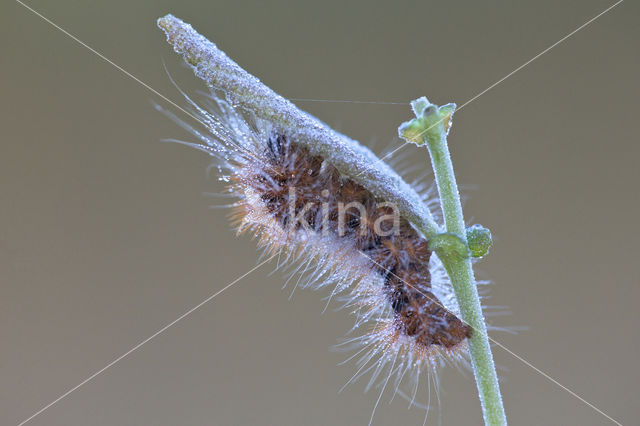 Goudhaaruil (Acronicta auricoma)