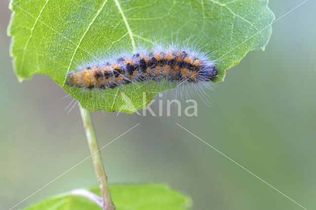 Goudhaaruil (Acronicta auricoma)