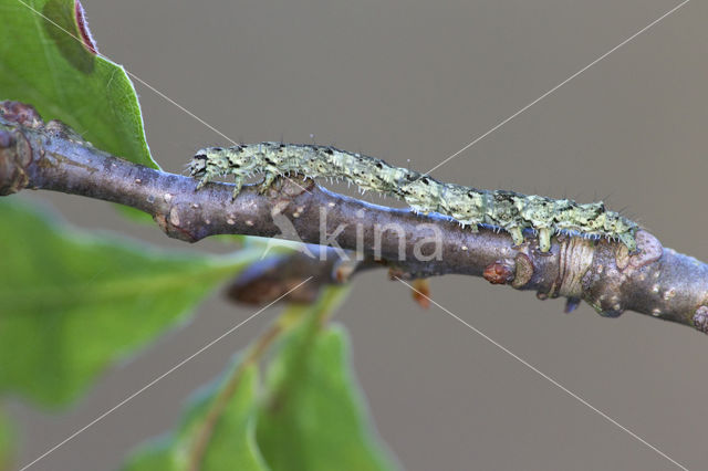 Bruine sikkeluil (Laspeyria flexula)