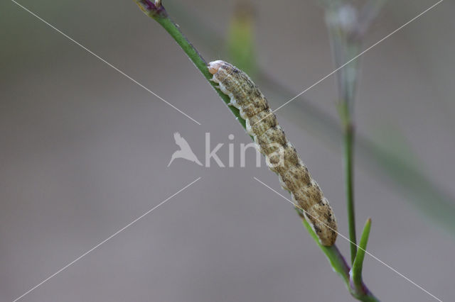 Oorsilene-uil (Hadena irregularis)