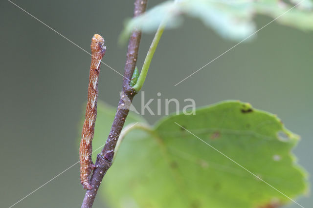 Gestippelde oogspanner (Cyclophora punctaria)