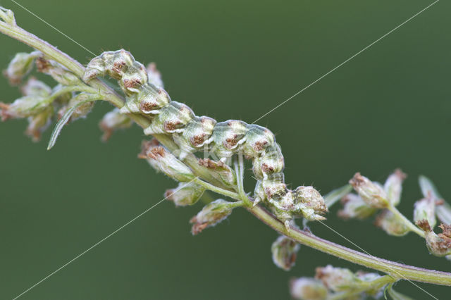 Absintmonnik (Cucullia absinthii)