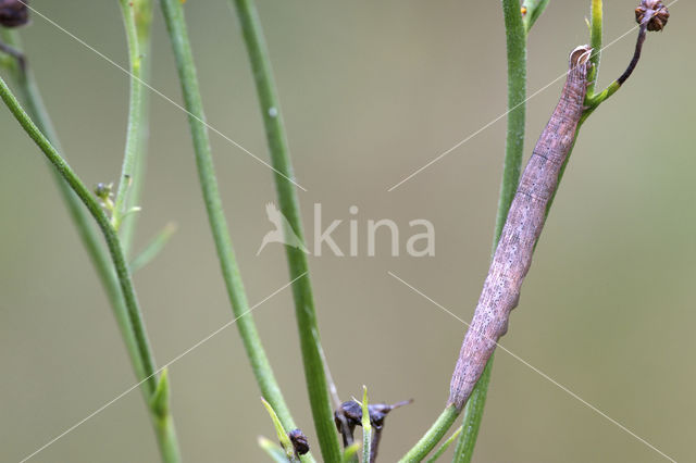 Bruine daguil (Euclidia glyphica)