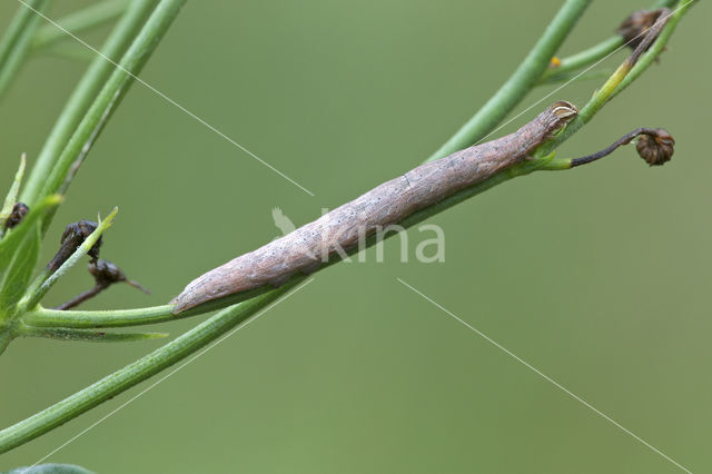 Bruine daguil (Euclidia glyphica)